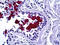 Mucin 5AC, Oligomeric Mucus/Gel-Forming antibody, TA317044, Origene, Immunohistochemistry frozen image 