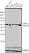 Karyopherin Subunit Alpha 1 antibody, 37-0800, Invitrogen Antibodies, Western Blot image 