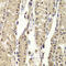 Basic Leucine Zipper Nuclear Factor 1 antibody, 22-216, ProSci, Immunohistochemistry paraffin image 