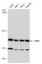 Glutamyl-Prolyl-TRNA Synthetase antibody, GTX130848, GeneTex, Western Blot image 