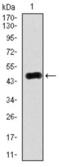 RAB4A, Member RAS Oncogene Family antibody, abx011709, Abbexa, Western Blot image 