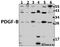 Platelet Derived Growth Factor Subunit B antibody, A00348-1, Boster Biological Technology, Western Blot image 
