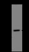 G2/M-Phase Specific E3 Ubiquitin Protein Ligase antibody, 205342-T42, Sino Biological, Western Blot image 