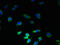 C9orf46 antibody, orb37509, Biorbyt, Immunocytochemistry image 