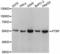 Caveolae Associated Protein 1 antibody, LS-C335625, Lifespan Biosciences, Western Blot image 