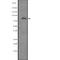 Integrin Subunit Beta 8 antibody, abx216267, Abbexa, Western Blot image 