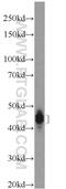 Dematin Actin Binding Protein antibody, 16808-1-AP, Proteintech Group, Western Blot image 