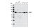 DEAD-Box Helicase 3 X-Linked antibody, 2635S, Cell Signaling Technology, Western Blot image 
