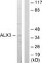 ALX Homeobox 3 antibody, TA313448, Origene, Western Blot image 