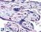 Sorting Nexin 16 antibody, 46-399, ProSci, Immunohistochemistry paraffin image 