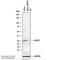 Heat Shock Protein Family B (Small) Member 1 antibody, NBP2-25150, Novus Biologicals, Western Blot image 