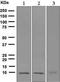 S100 Calcium Binding Protein A1 antibody, ab133519, Abcam, Western Blot image 