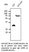 Glutathione-S-Transferase Tag antibody, AB9019-500, SICGEN, Western Blot image 