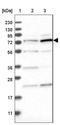 DNA topoisomerase I, mitochondrial antibody, NBP1-86018, Novus Biologicals, Western Blot image 