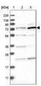 DNA Topoisomerase I Mitochondrial antibody, NBP1-86018, Novus Biologicals, Western Blot image 