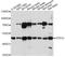 5-Hydroxytryptamine Receptor 1D antibody, LS-C746790, Lifespan Biosciences, Western Blot image 