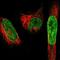 Spectrin Repeat Containing Nuclear Envelope Protein 1 antibody, NBP1-89349, Novus Biologicals, Immunofluorescence image 