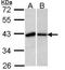 BUB3 Mitotic Checkpoint Protein antibody, GTX113595, GeneTex, Western Blot image 