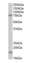 Transglutaminase 7 antibody, orb125091, Biorbyt, Western Blot image 