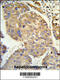 Phosphatase And Actin Regulator 2 antibody, 63-052, ProSci, Immunohistochemistry paraffin image 