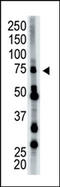 Ubiquitin carboxyl-terminal hydrolase 22 antibody, AP12041PU-N, Origene, Western Blot image 