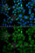 Ring Finger Protein 125 antibody, A7982, ABclonal Technology, Immunofluorescence image 