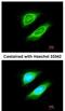 Non-SMC Condensin I Complex Subunit H antibody, NBP1-32573, Novus Biologicals, Immunofluorescence image 