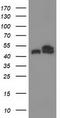 Tubulin beta-4 chain antibody, TA502985, Origene, Western Blot image 