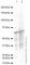 Snail Family Transcriptional Repressor 1 antibody, ab85936, Abcam, Western Blot image 
