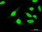 Ubiquitin Associated And SH3 Domain Containing B antibody, H00084959-M01, Novus Biologicals, Immunocytochemistry image 