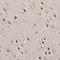 Transcription factor SOX-4 antibody, NBP1-89506, Novus Biologicals, Immunohistochemistry frozen image 