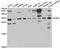 Ras-related protein Rab-6A antibody, abx004290, Abbexa, Western Blot image 