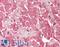 Clathrin Light Chain B antibody, LS-B11545, Lifespan Biosciences, Immunohistochemistry frozen image 