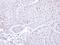 Proteasome 26S Subunit, ATPase 3 antibody, NBP1-32749, Novus Biologicals, Immunohistochemistry frozen image 