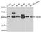 Cell Division Cycle 45 antibody, A2047, ABclonal Technology, Western Blot image 