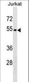 Zinc Finger Protein 703 antibody, LS-C157496, Lifespan Biosciences, Western Blot image 