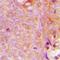 Mitochondrial Ribosomal Protein S9 antibody, LS-C368681, Lifespan Biosciences, Immunohistochemistry frozen image 