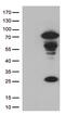 Lymphocyte Activating 3 antibody, CF813026, Origene, Western Blot image 