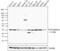 Proteasome activator complex subunit 3 antibody, 38-3800, Invitrogen Antibodies, Western Blot image 