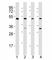 GATA Binding Protein 2 antibody, F53306-0.4ML, NSJ Bioreagents, Western Blot image 