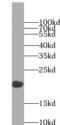 NADH:Ubiquinone Oxidoreductase Subunit B8 antibody, FNab05625, FineTest, Western Blot image 