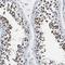 Leucine Rich Repeats And WD Repeat Domain Containing 1 antibody, NBP1-85113, Novus Biologicals, Immunohistochemistry frozen image 