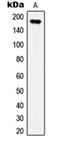 Insulin Receptor Substrate 1 antibody, orb214116, Biorbyt, Western Blot image 