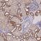 Nipsnap Homolog 3A antibody, PA5-59997, Invitrogen Antibodies, Immunohistochemistry frozen image 