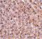 Caspase-12 antibody, PA5-19963, Invitrogen Antibodies, Immunohistochemistry frozen image 
