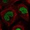 TEA Domain Transcription Factor 4 antibody, HPA056896, Atlas Antibodies, Immunofluorescence image 