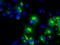 Lipase G, Endothelial Type antibody, TA501014, Origene, Immunofluorescence image 