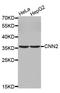 Calponin 2 antibody, abx126866, Abbexa, Western Blot image 