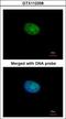 Recombination Signal Binding Protein For Immunoglobulin Kappa J Region antibody, GTX112358, GeneTex, Immunocytochemistry image 