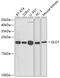 Glyoxalase I antibody, GTX55643, GeneTex, Western Blot image 